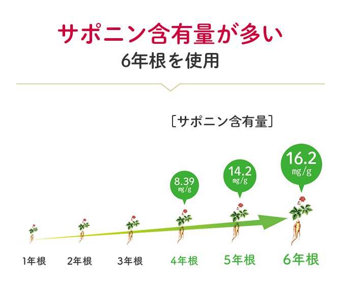 サポニン含有量が多い6年根を使用