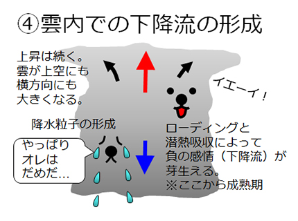 ④雲内での下降流の形成