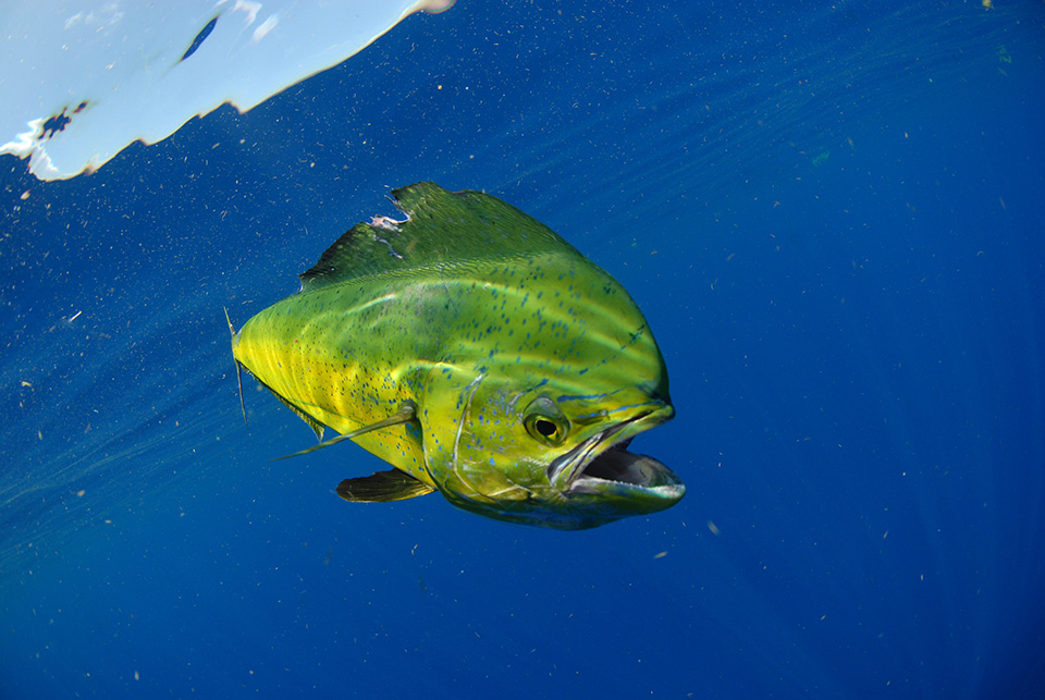 シイラなどの大型魚