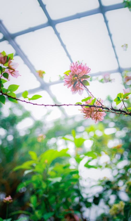 京都府立植物園